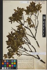 Foto von Salix lapponum L.